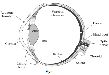 Diagram of Eye NCERT Solutions for 11th Class Biology: Chapter 21-Neural Control and Coordination Que. 4
