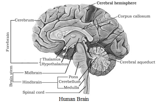 Diagram of Brain NCERT Solutions for 11th Class Biology: Chapter 21-Neural Control and Coordination Que. 4