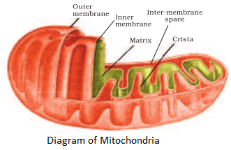 Diagram of Mitochondria NCERT Solutions for 11th Class Biology: Chapter 8-Cell : The Unit of Life Que. 7