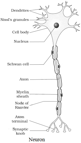 Diagram of neuron NCERT Solutions for 11th Class Biology: Chapter 21-Neural Control and Coordination Que. 4