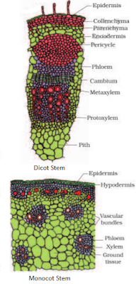NCERT Solutions for 11th Class Biology: Chapter 6-Anatomy of Flowering Plants Que. 4