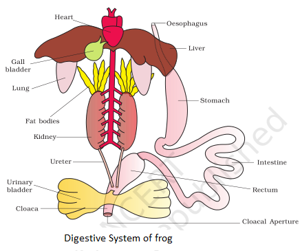Digestive system of frog NCERT Solutions for 11th Class Biology: Chapter 7-Structural Organisation in Animals Que. 13