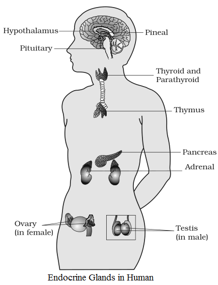 Endocrine glands in Human NCERT Solutions for 11th Class Biology: Chapter 22-Chemical Coordination and Integration Que. 2