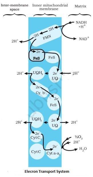 NCERT Solutions for 11th Class Biology: Chapter 14-Respiration in Plants Que. 6
