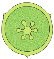 Free central placentation NCERT Solutions for 11th Class Biology: Chapter 5-Morphology of Flowering Plants Que. 10