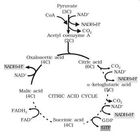 Krebs Cycle NCERT Solutions for 11th Class Biology: Chapter 14-Respiration in Plants Que. 5