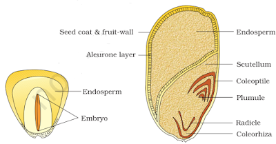 NCERT Solutions for 11th Class Biology: Chapter 5-Morphology of Flowering Plants Que. 7
