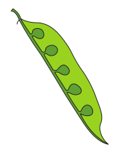 Marginal Placentation NCERT Solutions for 11th Class Biology: Chapter 5-Morphology of Flowering Plants Que. 10