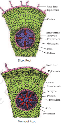 NCERT Solutions for 11th Class Biology: Chapter 6-Anatomy of Flowering Plants Que. 4