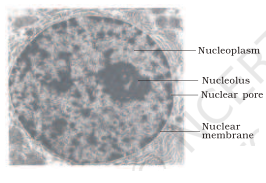 NCERT Solutions for 11th Class Biology: Chapter 8-Cell : The Unit of Life Que. 13