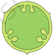Parietal Placentation NCERT Solutions for 11th Class Biology: Chapter 5-Morphology of Flowering Plants Que. 10