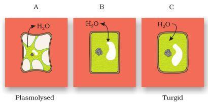 Plasamolysis NCERT Solutions for 11th Class Biology: Chapter 11-Transport in Plants Que. 8