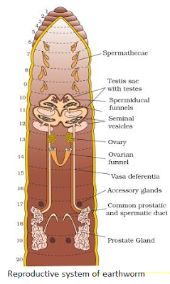 Reproductive system of earthworm NCERT Solutions for 11th Class Biology: Chapter 7-Structural Organisation in Animals Que. 3