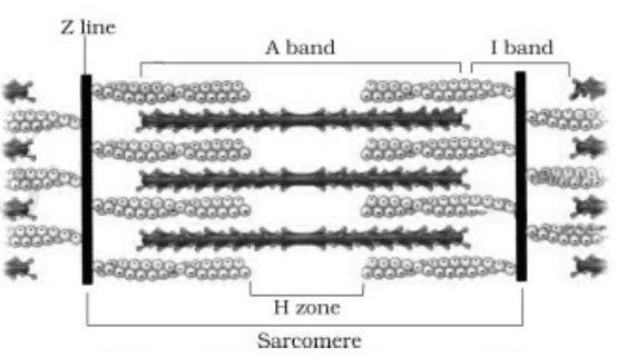 Sarcomere NCERT Solutions for 11th Class Biology: Chapter 20-Locomotion and Movement Que. 1