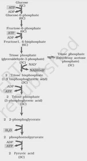 schematic representation of glycolysis NCERT Solutions for 11th Class Biology: Chapter 14-Respiration in Plants Que. 3