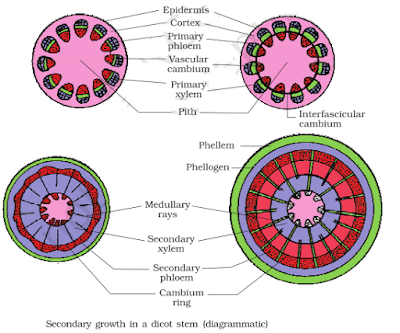 NCERT Solutions for 11th Class Biology: Chapter 6-Anatomy of Flowering Plants Que. 3