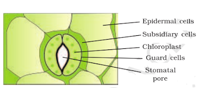 NCERT Solutions for 11th Class Biology: Chapter 6-Anatomy of Flowering Plants Que. 8