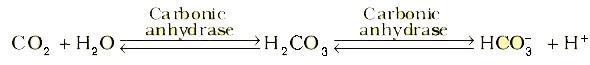 Transport of CO2 NCERT Solutions for 11th Class Biology: Chapter 17-Breathing and exchange of gases Que. 4
