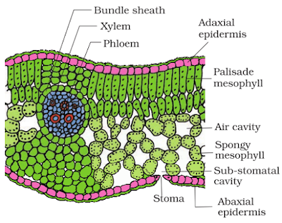 NCERT Solutions for 11th Class Biology: Chapter 6-Anatomy of Flowering Plants Que. 12