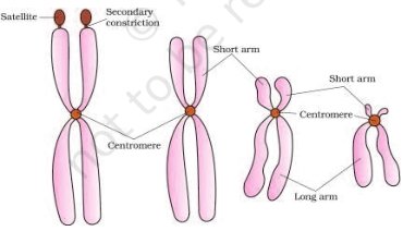 Types of chromosomes on number of centromere NCERT Solutions for 11th Class Biology: Chapter 8-Cell : The Unit of Life Que. 14