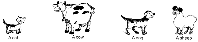 NCERT Solutions for English (Poem): Chapter 1-A Happy Child
Let’s Draw
Question 8
