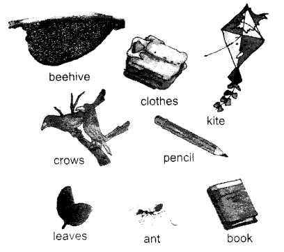 NCERT Solutions for English (Poem): Chapter 7-Our Tree
Let’s Share
Question 1