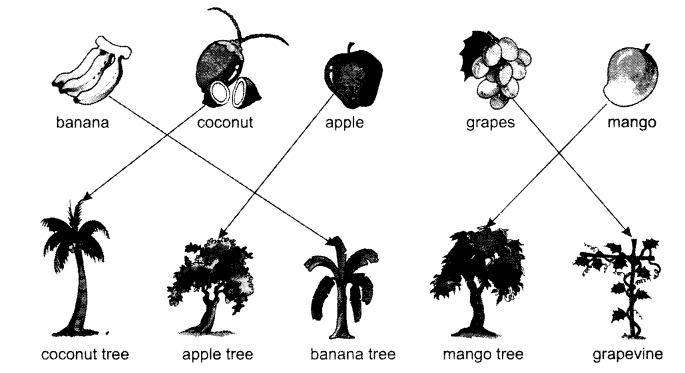 NCERT Solutions for English: Chapter 4-Mittu and the Yellow Mango
Let’s Share
Question 3