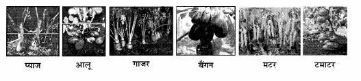 NCERT Solutions for Hindi: Chapter 4-पत्ते ही पत्ते
प्रश्न 2.
