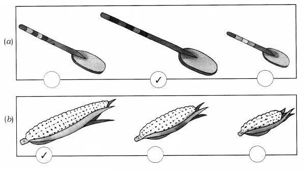 NCERT Solutions for Maths: Chapter 7-Measurement
Question 1