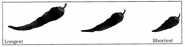 NCERT Solutions for Maths: Chapter 7-Measurement
