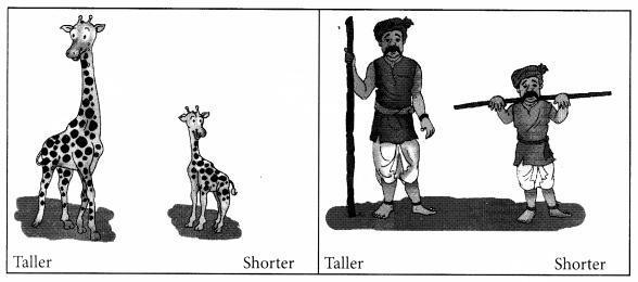 NCERT Solutions for Maths: Chapter 7-Measurement
