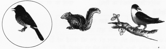 NCERT Solutions for Hindi: Chapter 9-बुलबुल
प्रश्न 1