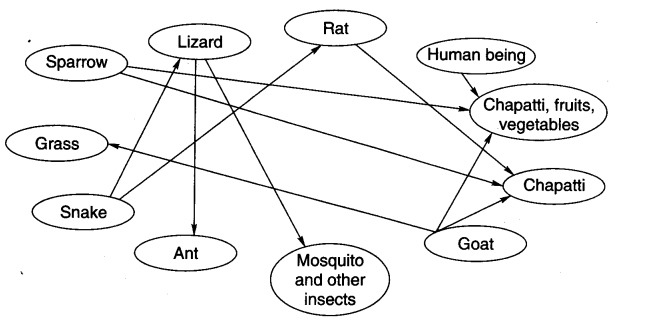 NCERT Solutions for 3rd Class Environmental Studies: Chapter 19-Our Friends-Animal Que. 15