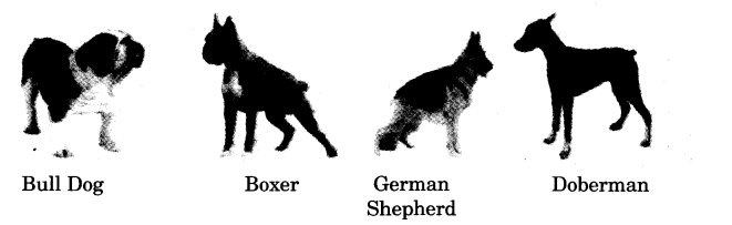 NCERT Solutions for 3rd Class English (Poem): Chapter 7-Puppy and I Let’s Draw
(1)