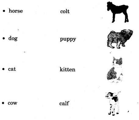 NCERT Solutions for 3rd Class English: Chapter 7-Little Tiger, Big Tiger
Word Building
(i)