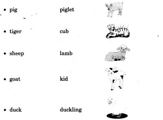 NCERT Solutions for 3rd Class English: Chapter 7-Little Tiger, Big Tiger
Word Building
(i)