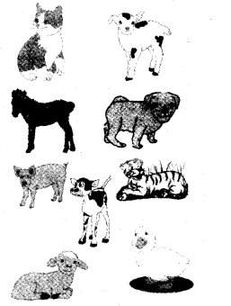 NCERT Solutions for 3rd Class English: Chapter 7-Little Tiger, Big Tiger
Word Building
(i)
