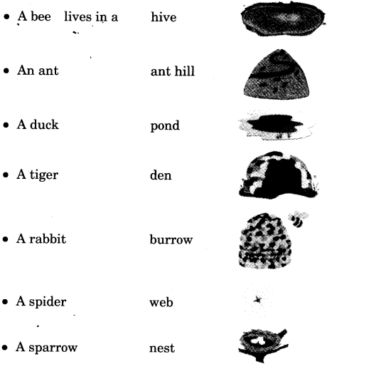 NCERT Solutions for 3rd Class English: Chapter 7-Little Tiger, Big Tiger
Word Building
(iii)
