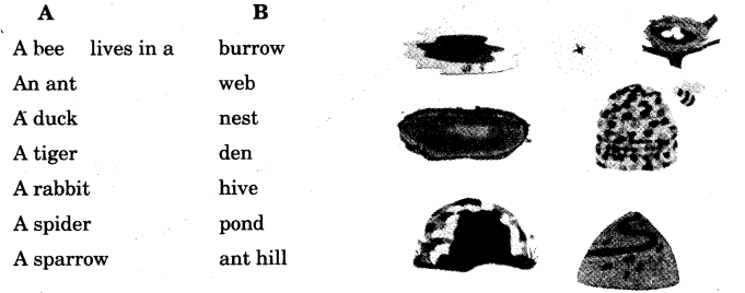NCERT Solutions for 3rd Class English: Chapter 7-Little Tiger, Big Tiger
Word Building
(iii)
