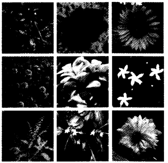 NCERT Solutions for 4th Class Environmental Studies Chapter 11-Valley Of Flowers