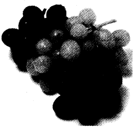 NCERT Solutions for 4th Class Environmental Studies Chapter 15-From Market To Home