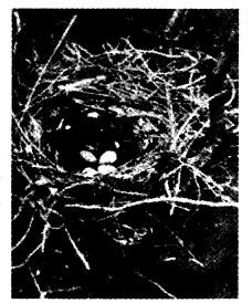 NCERT Solutions for 4th Class Environmental Studies Chapter 16-A Busy Month