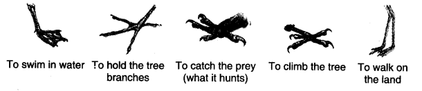 NCERT Solutions for 4th Class Environmental Studies Chapter 16-A Busy Month
