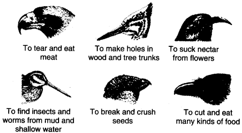 NCERT Solutions for 4th Class Environmental Studies Chapter 16-A Busy Month