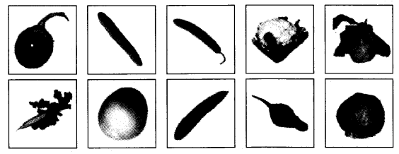 NCERT Solutions for 4th Class Environmental Studies Chapter 19-Abdul In The Garden