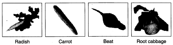 NCERT Solutions for 4th Class Environmental Studies Chapter 19-Abdul In The Garden