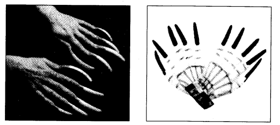 NCERT Solutions for 4th Class Environmental Studies Chapter 19-Abdul In The Garden