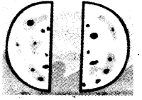 NCERT Solutions for 4th Class Maths Chapter 9-Halves And Quarters
