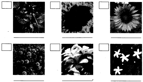 NCERT Solutions for 4th Class Environmental Science –(पर्यावरण अध्ययन): Chapter 11-फुलवारी