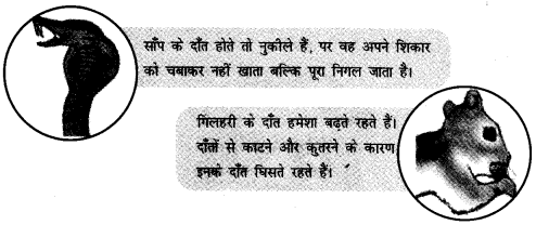 NCERT Solutions for 4th Class Environmental Science –(पर्यावरण अध्ययन): Chapter 16-चूँ -चूँ करती आई चिड़िया